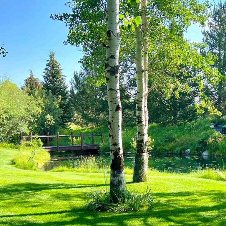 Aspen grove on a Jackson Hole property maintained by Valley Landscape Service