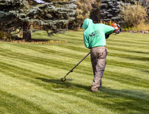 What to expect on your lawn after a long winter…